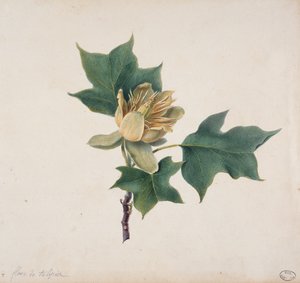 チューリップの木の花