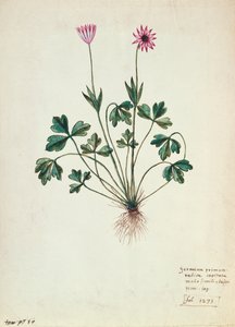 Fol.1275ゼラニウム（紙にトイレ）