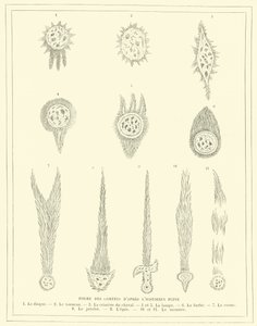 プリニウスの描いた彗星の形（版画 作： French School