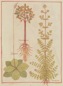 Fr 12322 f.180vオオバコ、マジョラム、マンドレーク、Livre des Simples Medecines作、c.1520-30 作： French School