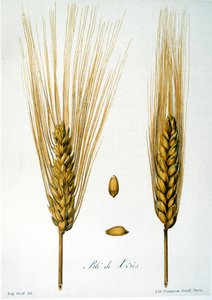 French 19th century illustration of ears of corn   1453420   ja       japanese Successfully Translated  Original: Primum Tenplum Iovis in Capitolio Translat: Primum Tenplum Iovis in Capitolio 1446077 ja japanese Successfully Translated Original: Elizabeth  作： French School