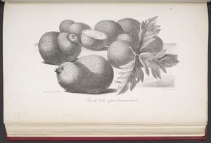 アメリカ、アジア、アフリカ、大洋の島々の野蛮人の肖像画とともに、世界一周の絵のような航海からの果物。 風景、海の景色、いくつかの自然史オブジェクト。 M. le bによる説明付き 作： French School