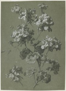 ゼラニウム（Pelargonium sp。）、c.1800（木炭と白いチョーク、緑の織り） 作： French School