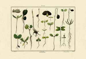 発芽、1833-39 作： French School