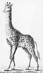 キリンは、アフリカを旅行するときにレベイラント氏が持ち帰ったキリンです。ルコンテダルトワ、1789年12月 作： French School