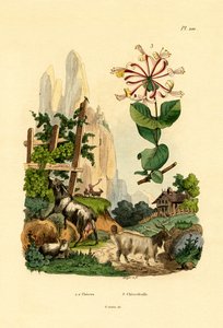 山羊、1833-39 作： French School