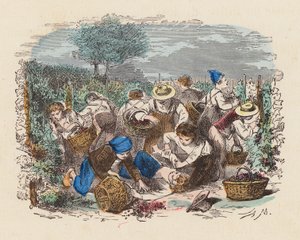 ぶどう園でのぶどう狩り（着色彫刻） 作： French School
