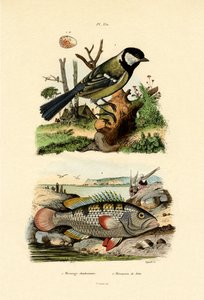 シジュウカラ、1833-39 作： French School