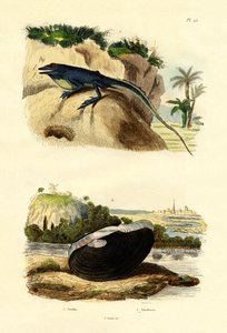 グリーンアノール、1833-39 作： French School
