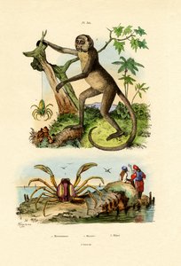 グリーンハンツマンスパイダー、1833-39 作： French School