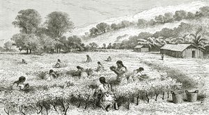 コカの収穫、ペルー、ルトゥールデュモンド誌のイラスト、1877年 作： French School
