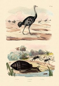 ヘラルドカタツムリ、1833-39 作： French School