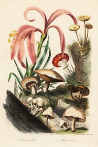 Hippeastrum種、フライアガリック、Amanita muscaria、Amanita caesarea、Caesar