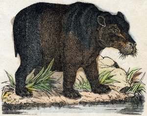 カバ。Alphabet des animaux sauvages "に掲載されている版画。9th Serie.エピナルのイメージ、ペラン、印刷・出版業者、1870年頃。木にステンシルで描かれた版画。16ページ。20×15cm。個人蔵 作： French School
