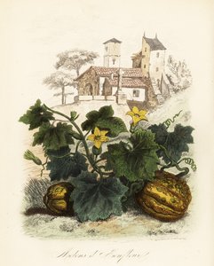 オンフルールメロン、Cucumis melo 作： French School