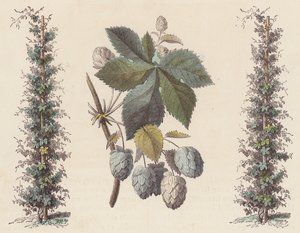ビール製造用ホップ (カラー彫刻) 作： French School