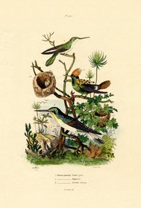 ハチドリ、1833-39 作： French School