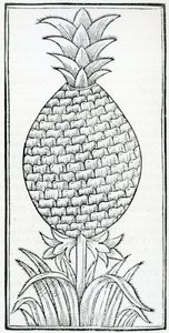 ゴンサロ・フェルナンデス・デ・オビエド（1478-1557）の「De la natural hystoria de las Indias」の挿絵。 作： French School