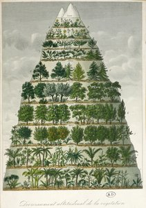 さまざまな高度でのさまざまな種類の植生のイラスト 作： French School