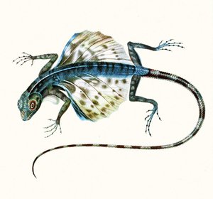 グライダートカゲのイラスト-Draco Volans 1831（カラー彫刻） 作： French School