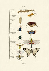 昆虫、1833-39 作： French School