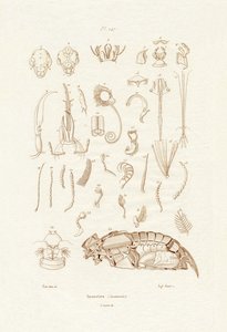 昆虫、1833-39 作： French School