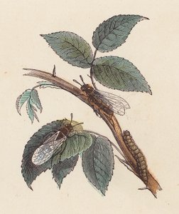 植物の昆虫と毛虫 (着色された彫刻)