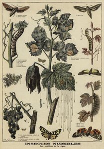ブドウの木に有害な昆虫 作： French School