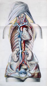 1829年パリのエンゲルマンによって彫刻されたギルバートブレシェット（1784-1845）による静脈系に関する解剖学的、生理学的、および病理学的研究の女性の内臓、プレート 作： French School
