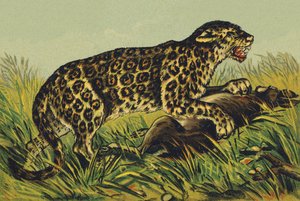 J as Jaguar 作： French School