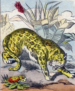ジャガーBuffon Alphabet des Animaux "に掲載されたエングレーヴィング。3rd Series N 1. Imaging of Epinal, Epinal, late 19th century.16ページ。ディム：28x21cm 作： French School