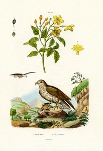 ジャスミン、1833-39 作： French School