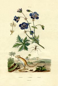 ジャーボア、1833-39 作： French School
