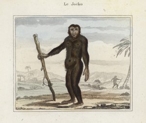 ジョッコ