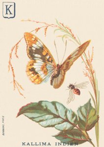 K：インドのカリマ（Cethosia biblis 作： French School