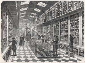 パリ医科大学 - 比較解剖学のギャラリー - Edmond Texier 1852年の "Tableau-de-Paris "に掲載されたエングレービング。 作： French School