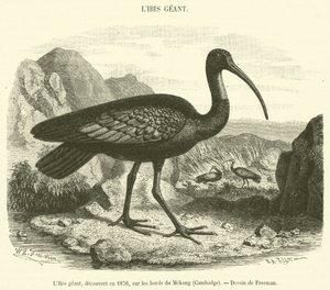 1876年に発見されたジャイアント・アイビス（カンボジア・メコン河畔）（彫刻作品 作： French School
