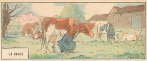 The Cow（カラーリトグラフ 作： French School