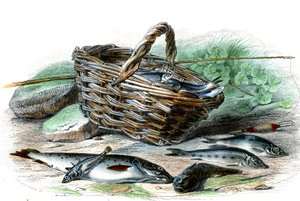マス（Salmo Trutta）、コブマス（Collus Chabraea）、ヒメマス（Gasterosteus aculeatus）、ハゼ（Gobio Gobio）、イワナ（Alburnus Alburnus） - Bernard Germain de Lacepede (1856-1925)著『Natural History』（P.Furme版、パリ）より。