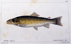Cuvierの "Histoire naturelle des poissons "による一般的なトラウト、Valenciennes, Paris