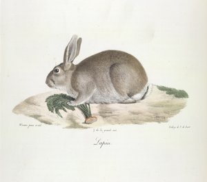 哺乳類の自然史からのウサギ、ウサギ（カラーリソ） 作： French School