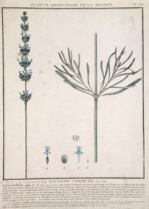 ラベンダーの花びら、「Plante Medicinale de la France」のプレート（彩色彫刻）。 作： French School