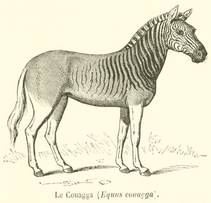 クワガタ（Equus couagga）（彫刻