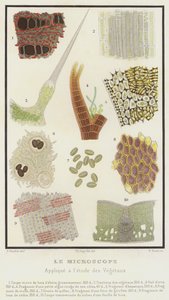植物の研究に応用される顕微鏡（カラーリトグラフ） 作： French School