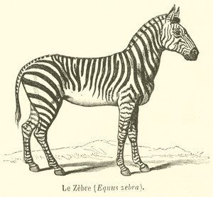 Le Zebre, Equus zebra (Equus zebra) (彫刻)