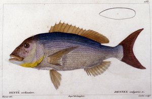 Cuvier著 "Histoire naturelle des poissons "より Dentex, Valenciennes, Paris