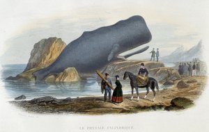 Le physale cylindrical（座礁したクジラ） - アルフレッド・フレドール著「Le monde de la mer」（アシェット社、パリ）に掲載。 作： French School