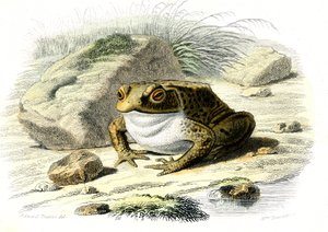 ヒキガエル（Bufo vulgaris） - ベルナール・ジェルマン・ド・ランスペード（1856-1925）著『博物誌』より、P.Furme版、パリ