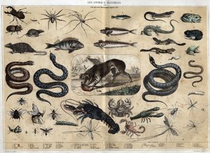 Les animaux nuisibles. ジュール・デルブリュックによる共観的な絵画、1860年の "les Recreations instructives "のエングレーヴィング。個人蔵。 作： French School