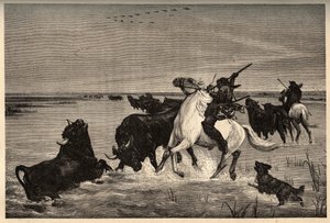 Les oxes (bovine breed) de la camargue d